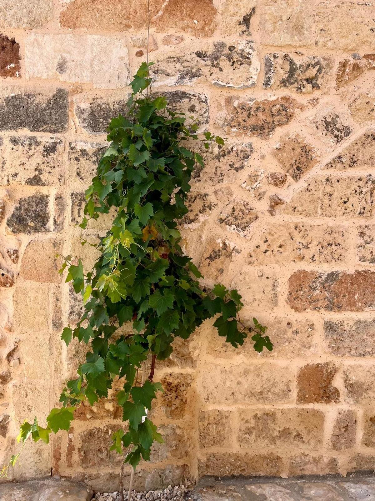 Masseria Voluzzi Copertino Exterior foto